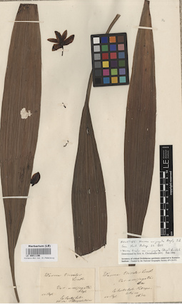LE 00011196