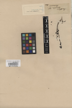 LE 00011443