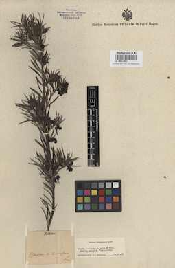 LE 00011521