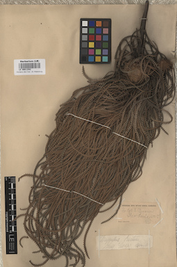 LE 00011542
