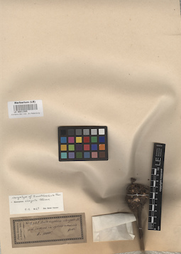 LE 00011585