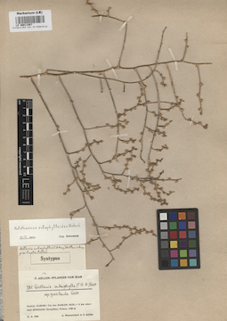 LE 00011807