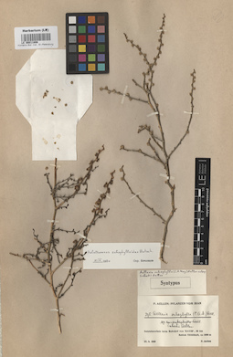LE 00011808