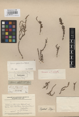 LE 00011817