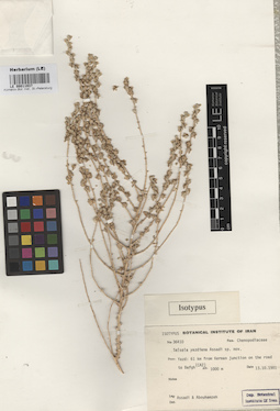 LE 00011937