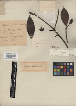LE 00012419
