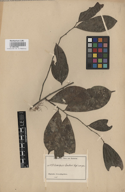 LE 00012462