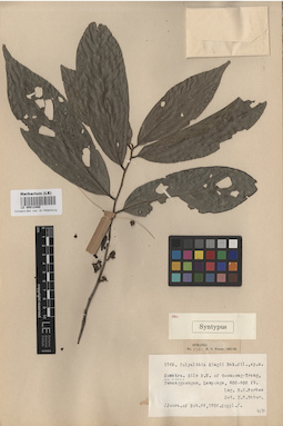 LE 00012480