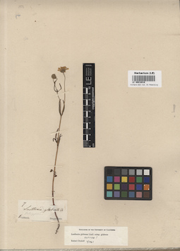 LE 00018016