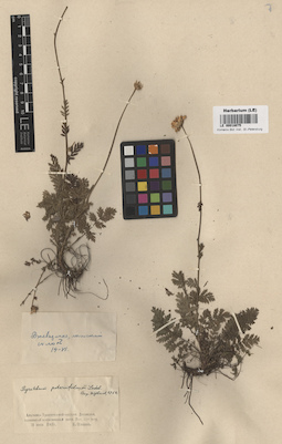 LE 00018075
