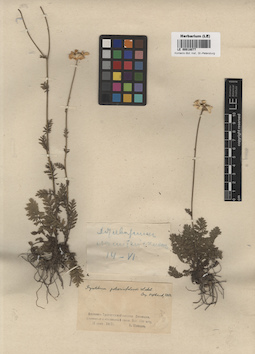 LE 00018077