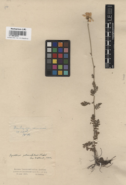 LE 00018079