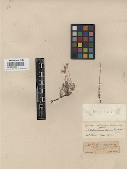 LE 00018081