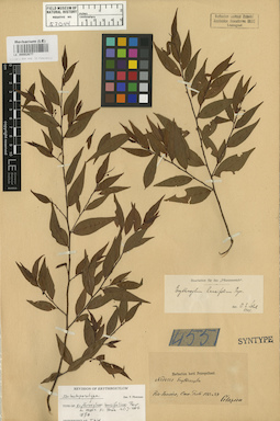 LE 00002677