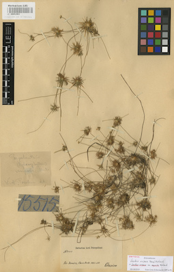 LE 00002903