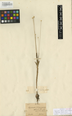 LE 00002912