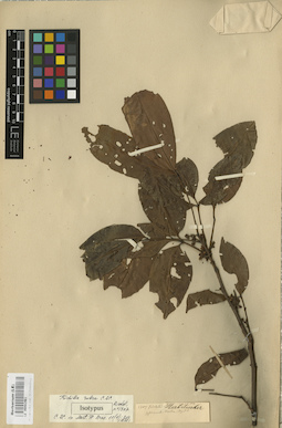 LE 00002961