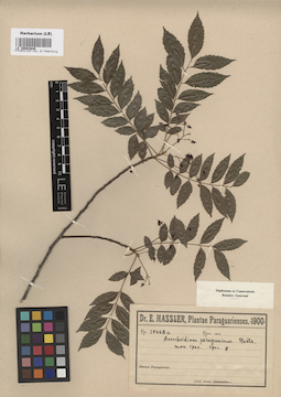LE 00003646