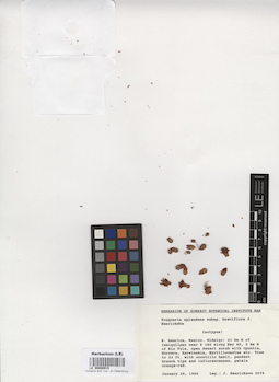 LE 00006915