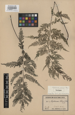 LE 00008432