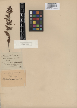 LE 00008523