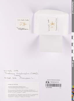 LE 01076423