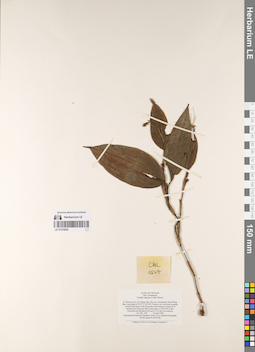 LE 01076606