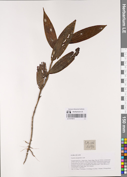 LE 01076615