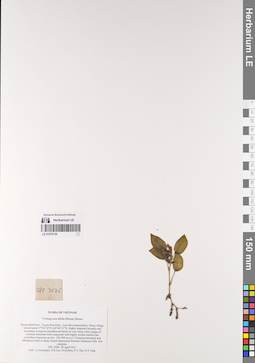 LE 01076736