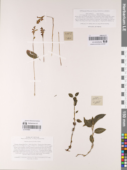 LE 01076805