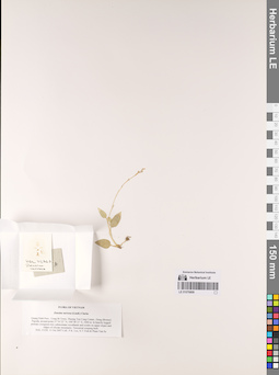 LE 01076809