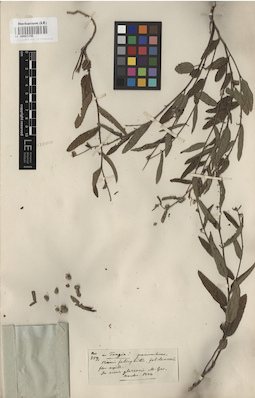 LE 00003156