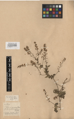 LE 00003274