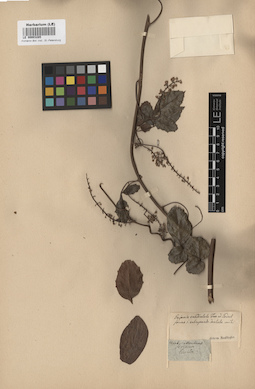 LE 00003285