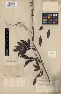 LE 00003295