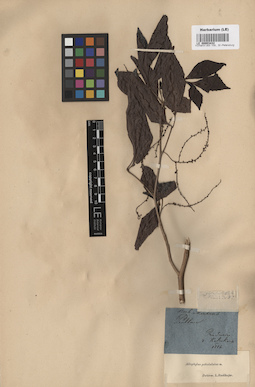 LE 00003432