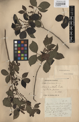 LE 00003454