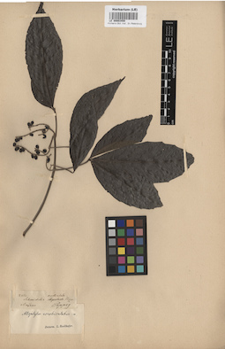 LE 00003459