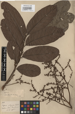 LE 00003547