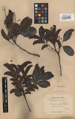 LE 00003577