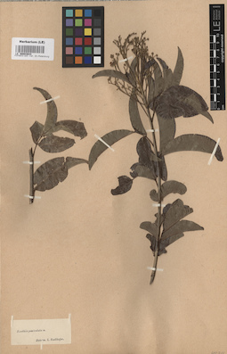 LE 00003644