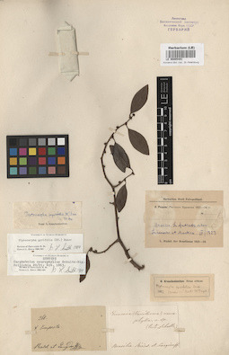 LE 00005491