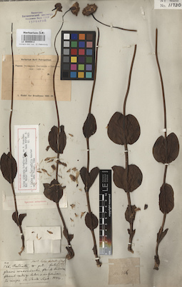 LE 00005913