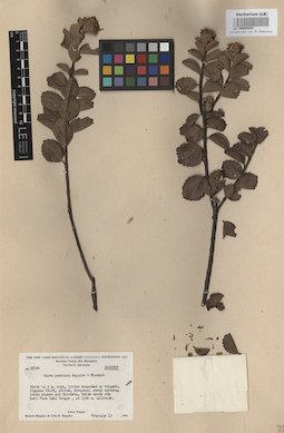 LE 00005936