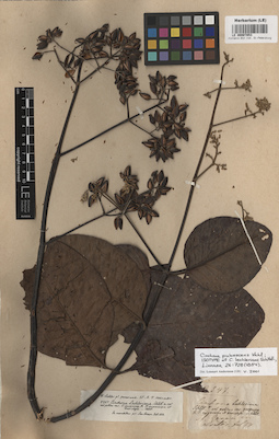 LE 00007853