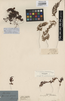 LE 00007971
