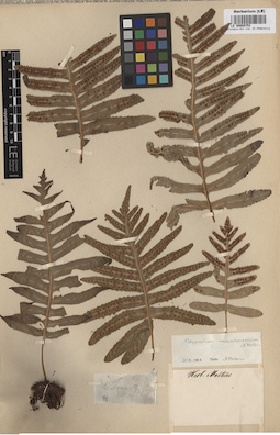 LE 00008753