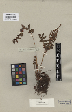LE 00008918