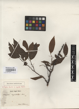 LE 00012515