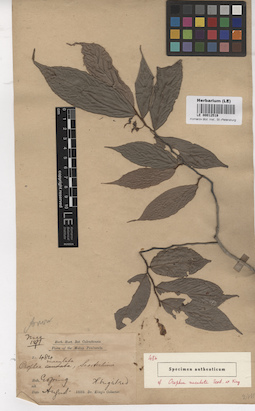 LE 00012519